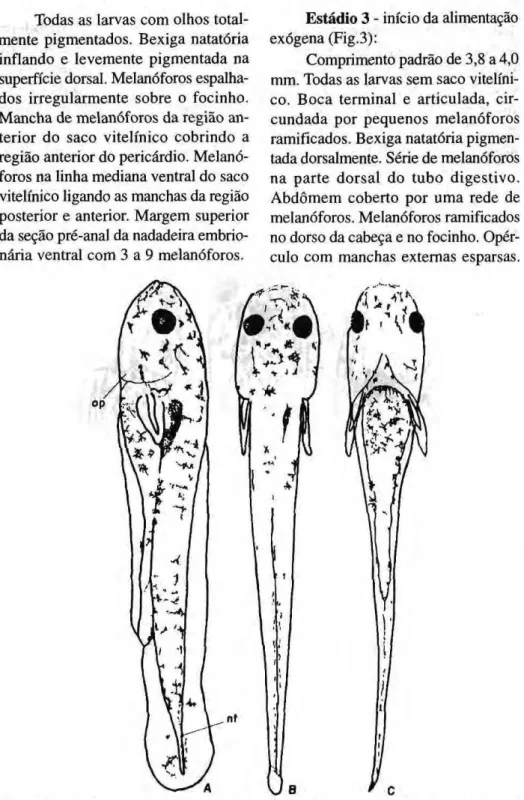 Figura 3. Protolarva de Psectrogaster amazônica (estádio 4 - cp= 4,0 mm) (A= vista lateral;  B= vista dorsal; C= vista ventral; op= opérculo; nt= notocorda) 
