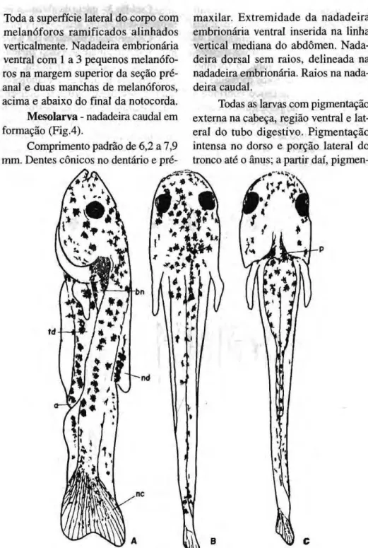 Figura 4: Mesolarva de Psectrogaster amazônica (cp= 7,2 mm) (A= vista lateral; B= vista dorsal;  C= vista ventral; nd= nad