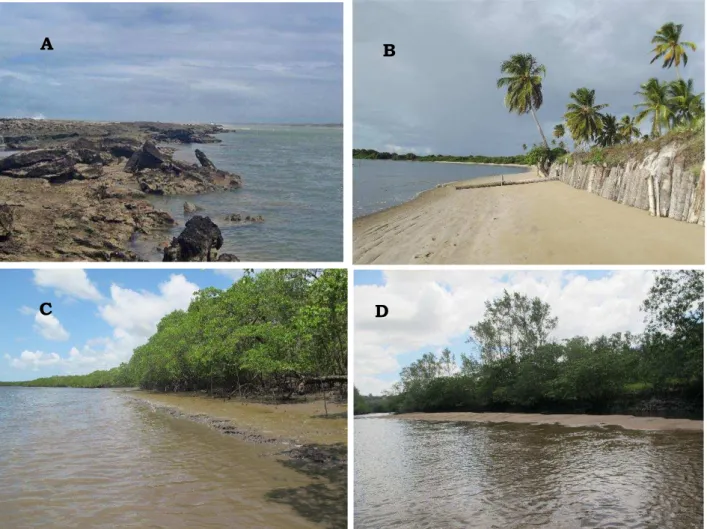 Figura 1: Visão de um dos pontos das regiões de coleta no Estuário do  Rio  Mamanguape