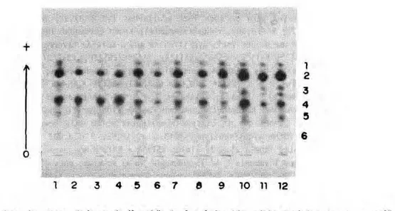 Figura 1 - Isoenzimas de esterase de larvas de 4* estádio de  Anopheles triannulatus  reveladas com α - naftil 