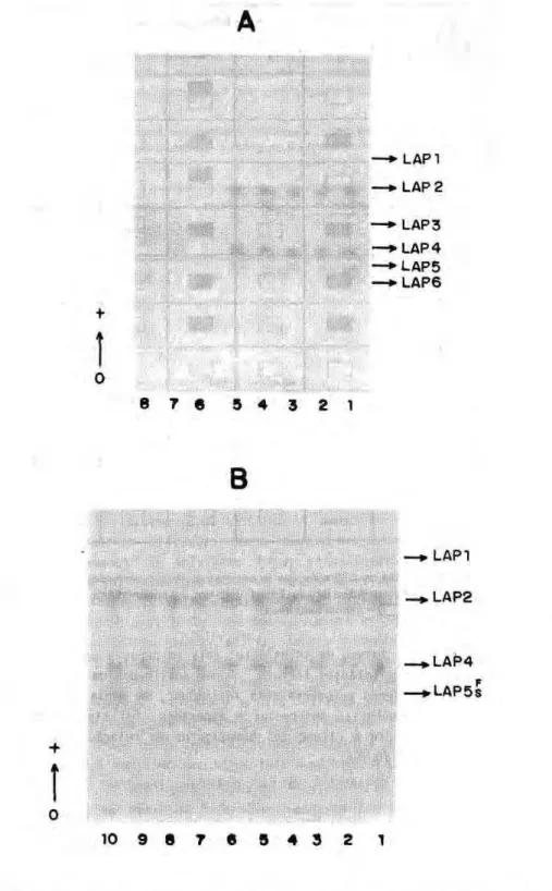 Figura 2 - Perfis eletroforétlcos das isoenzimas de leucina aminopeptidase dos estágios de larva e pupa de  Anopheles  nunez-tovari