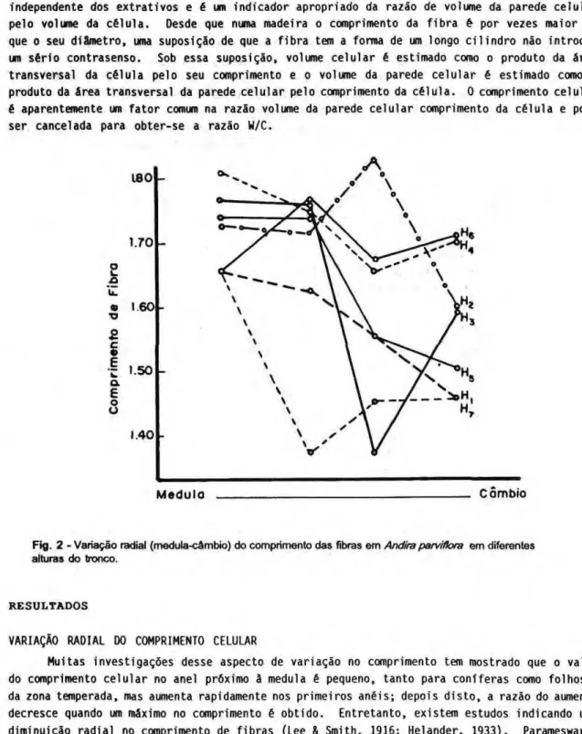 Fig. 2  - Variação radial (medula-câmbio) do comprimento das fibras em Andira parvifhra em diferentes  alturas do tronco