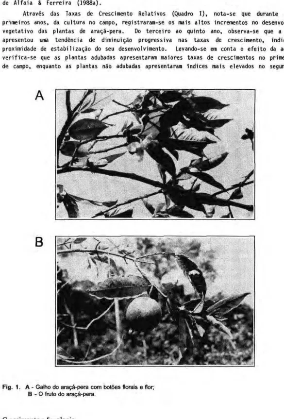 Fig.  1 . A - Galho do araçá-pera com botões florais e flor;  Β  - O fruto do araçá-pera
