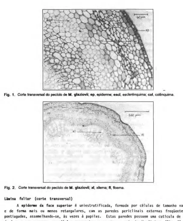 Fig. 1. Corte transversal do peciolo  d e  Μ . glaziovii; ep, epidemie; esci, esclerκnquima; col, colκnquima. 