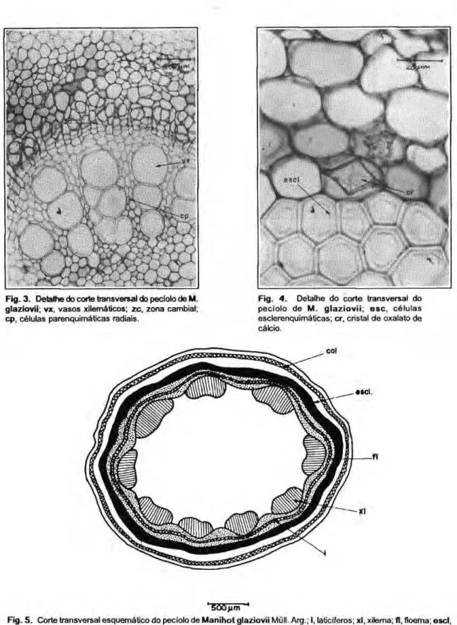 Fig. 3. Detalhe do corte transversal do peciolo de  Μ . Fig.  4. Detalhe do corte transversal do  glaziovii; vx, vasos xilema ticos ; zc, zona cambial; peciolo de  Μ . glaziovii;  e s c , células  cp, células parenquimαticas radiais. esclerenquimαticas; cr