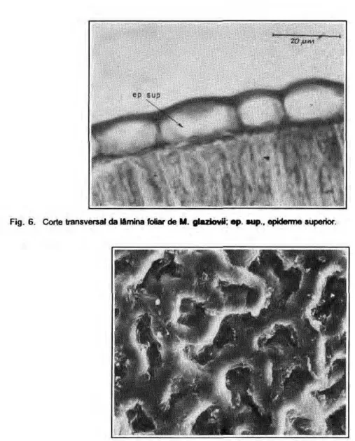 Fig.  6.  Corte transversal da lâmina foliar  de Μ . glaziovii; βρ .  s u p . , epidemie  superior. 