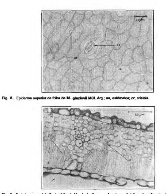 Fig. 8. Epidemie superior da fotta  d e  Μ .  g l a z i o v i i  Müli. Arg.;   o s ,  estorna to»;  cr,  cristais. 