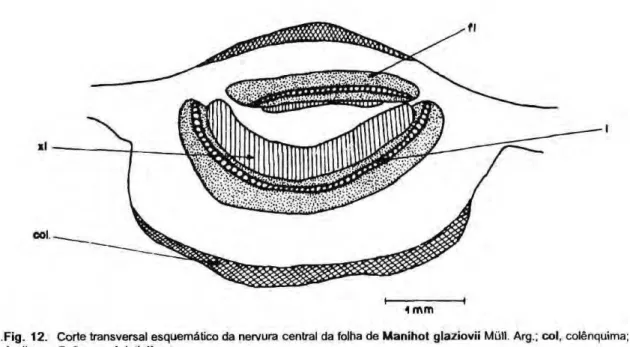 Fig.  13.  Célula pétrea da casca de  Μ . glaziovii;  I,  lumen;  pt,  pontuaçăo;  Im,  lamela. 