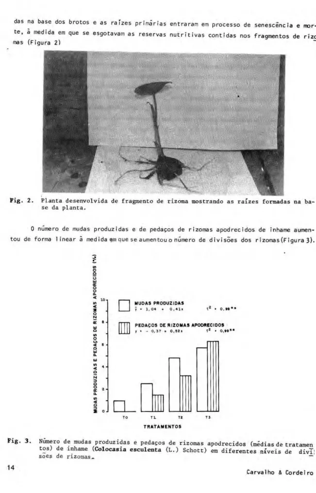Fig. 2. Planta desenvolvida de fragmento de rizoma mostrando as raízes formadas na ba- ba-se da planta