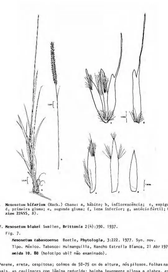 Fig. 6. Mesosetum bifarium (Hack.) Chase: a, hábito; b, inflorescência; c, espigueta;  d, primeira gluma; e, segunda gluma; f, lema inferior; g, antécio fértil;  (Gla-ziou 22A55, B)