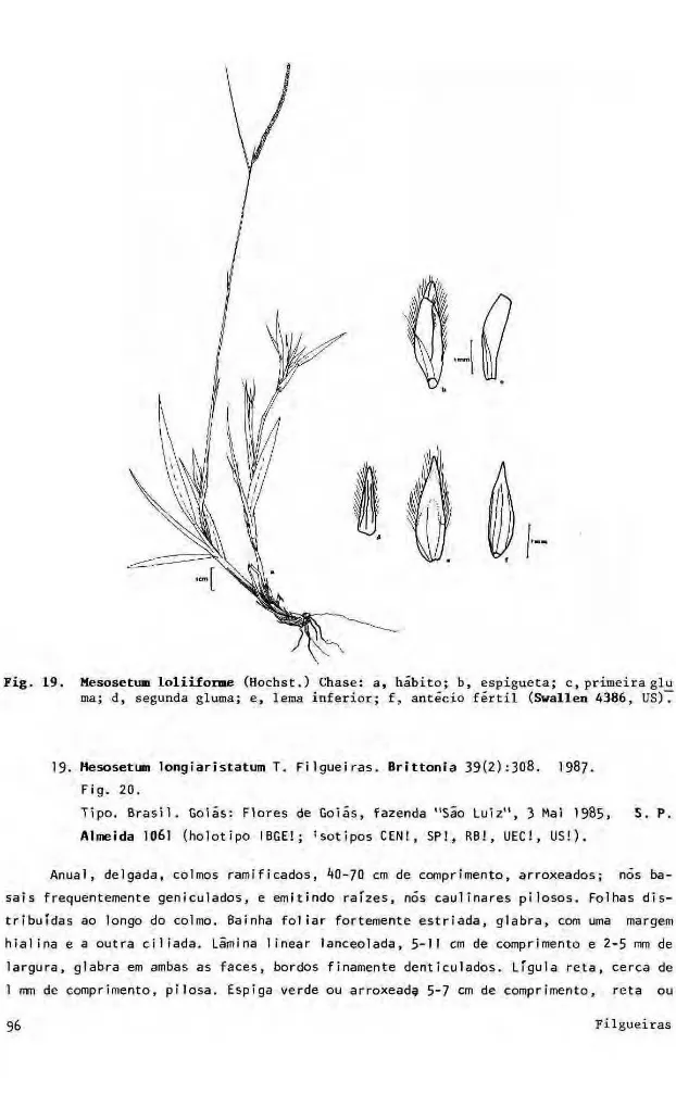 Fig. 19. Mesosetum loliiforme (Hochst.) Chase: a, hábito;  b , espigueta; c, primeira glu  ma; d, segunda gluma; e, lema inferior; f, antécio fértil (Swallen 4386, US)
