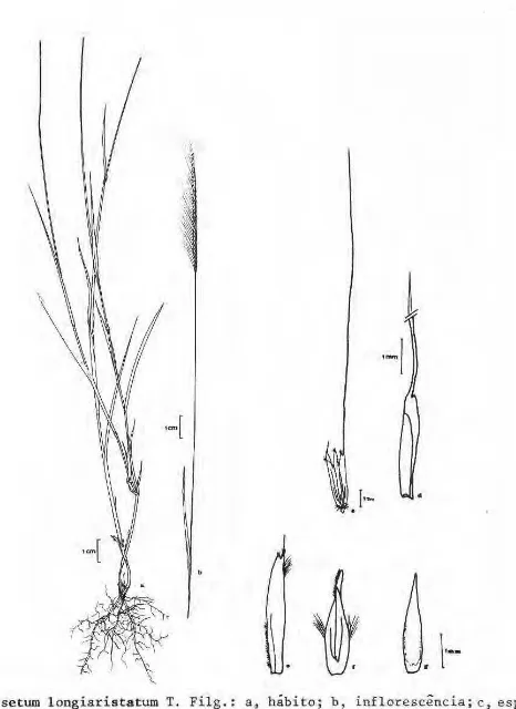 Fig.  2 0 . Mesosetum longiaristatum T. Filg.: a, hábito; b, inflorescincia; c, espigueta;  d, primeira gluma; e, segunda gluma; f, lema inferior; g, antécio fértil  (Al-meida 1061, IBGE)