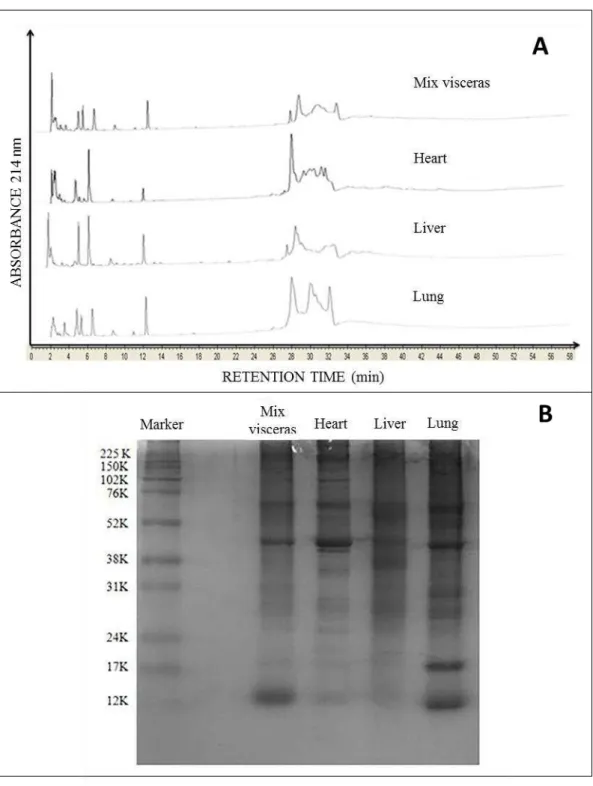 Figure  1:  Profile  of  hydrophobicity  (A)  and  electrophoretic  profile  of  the  protein  fractions (B) of goat viscera and their mixture