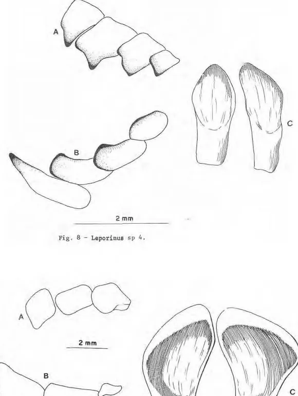 Fig. 9 - Leporinus trifasciatus. 