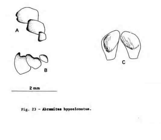 Fig. 23 ­ Abramites hypselonotus. 