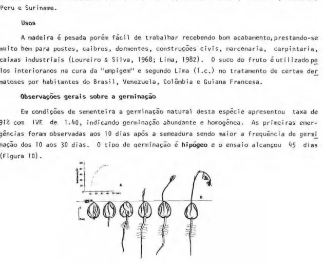 Fig. 10. Vatairea guianensis: A - Taxa X Período de germinação; Β ­ Germinação hipυgea  ( f a s e s ) , F 19; INPA 124.716
