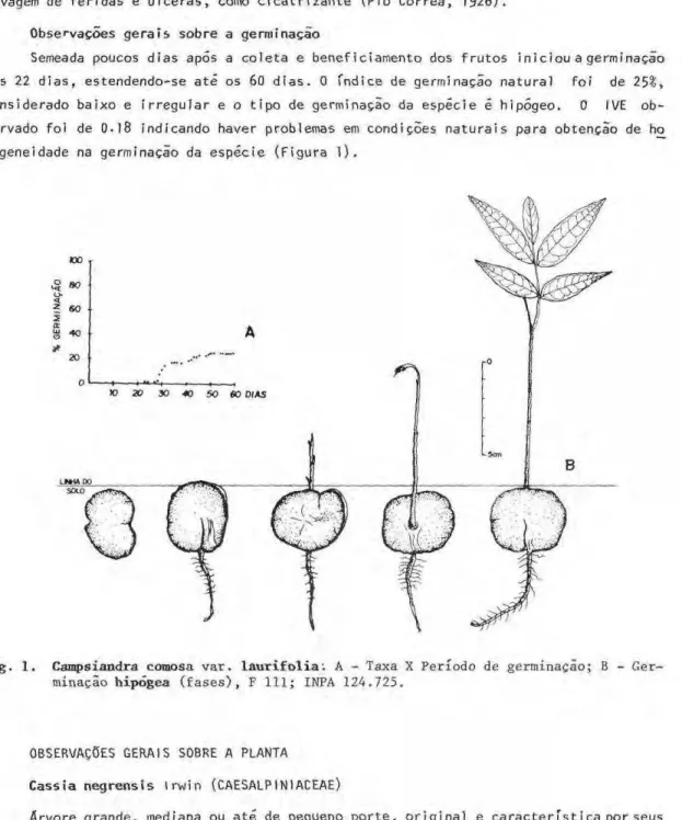 Fig. 1. Campsiandra comosa  v a r . laurifolia - . A - Taxa X Período de germinação; Β -  G e r ­ minação hipógea  ( f a s e s ) , F  1 1 1 ; INPA 124.725