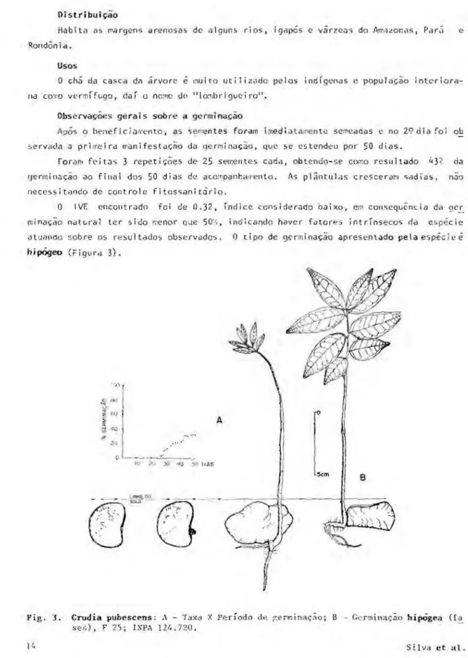 Fig. 3. Crudia pubescens: Λ - Taxa X Período de germinação; Β - Germinação hípõgea (fa  s e s ) , F 25; IΝPA 124.720