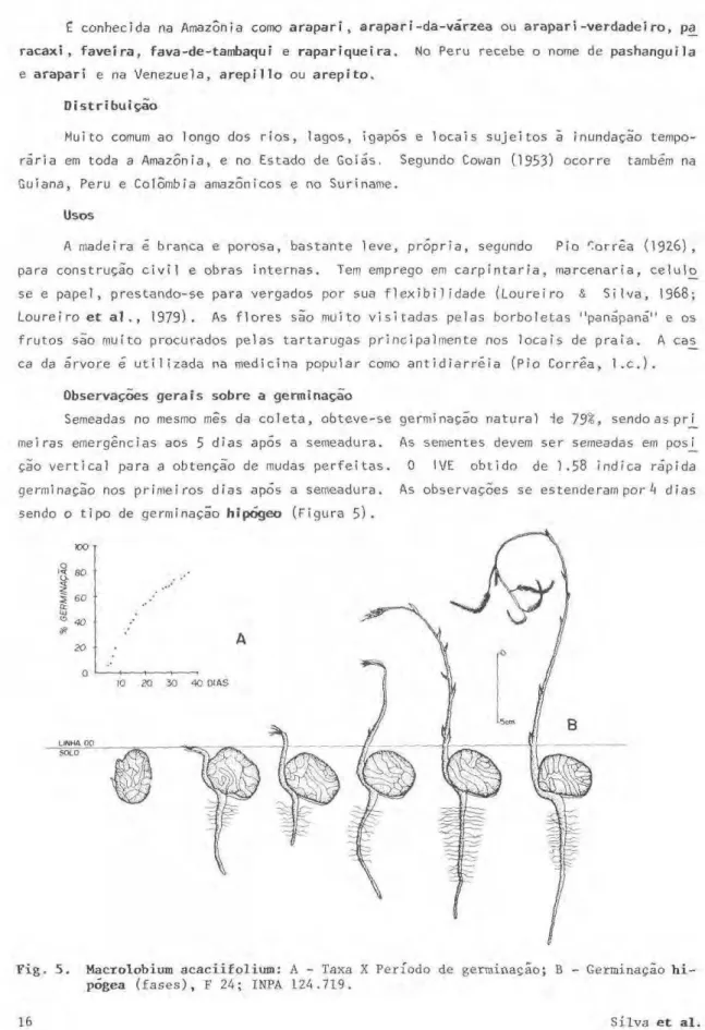 Fig.  5 . Macrolobium acaciifolium: A - Taxa X Período de germinação; Β - Germinação  h i - -pógea  ( f a s e s ) , F  2 4 ; INPA 124.719