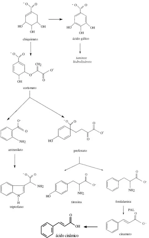 Figura 6  –  Origem biossintética do ácido cinâmico 