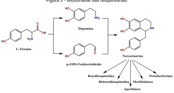 Figura 2 - Biossíntese das isoquinolinas. 
