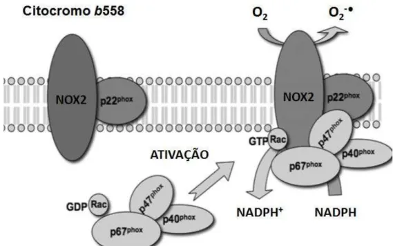 Figura  1:  Estrutura  e  ativação  da  NADPH  oxidase  NOX2  em  fagócito:  após  ativação,  os  componentes  que  formam  as  subunidades  citosólicas  (p47phox,  p40phox,  p60phox  e  Rac)  são  translocadas  para  a  membrana  e  associadas  ao  citocr