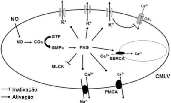 Figura 3: ação do óxido nítrico na célula muscular lisa: após a produção de NO,  a  PKG  desencadeia  a  fosforilação  de  alvos  intracelulares,  e  como  resultado,  a  diminuição de Ca 2+  intracelular promove relaxamento da musculatura vascular lisa