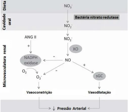 Figura  4:  Efeito  do  nitrato  e  nitrito  na  microvasculatura  renal  e  regulação  da  pressão arterial: o NO 3 -  ingerido na dieta é reduzido em NO 2 -  pelas bactérias orais  comensais