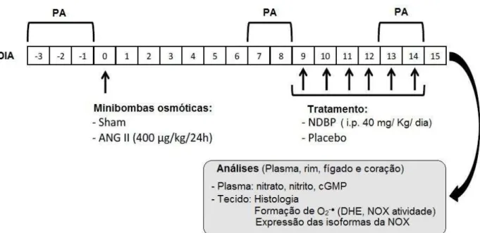 Figura 7: Desenho experimental  in vivo : PA, pressão arterial. ANG II, angiotensina  II