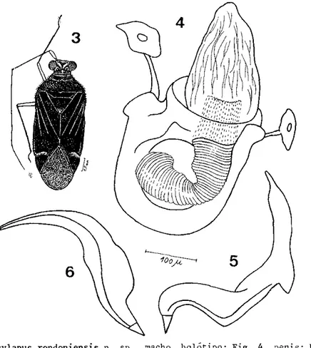 Fig. 7. Amapacylapus nigricapitis n. sp., macho, holótipo; Fig. 8. parãmero esquerdo;  Fig