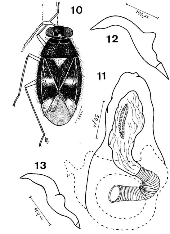 Fig. 10. Cylapinus minusculus n. sp., macho, holótipo; Fig. 11. penis; Fig. 12. para  mero esquerdo; Fig