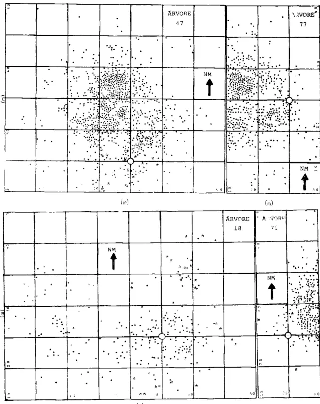 Fig. 8 - Distribuição espacial de plântulas de regeneração natural de Copaifera  m u l t i - -juga Hayne