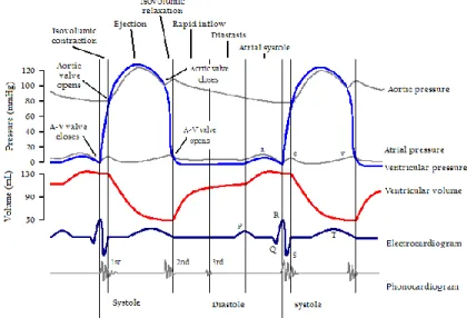 Figure 2.3  -  Wiggers Diagram [Richardson 1998] : It shows different parameters of the cardiac function  during a cardiac cycle (from http://en.wikipedia.org/wiki/Cardiac_cycle)
