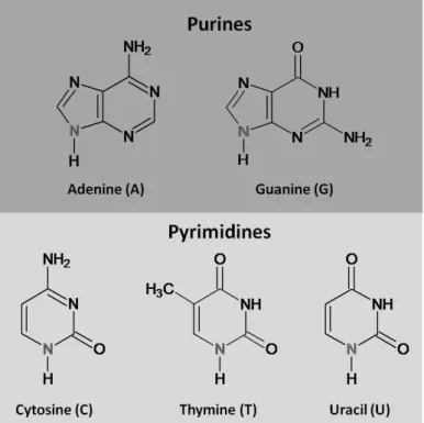 Figure  1.2  –  Natural  occurring  nitrogen  bases  in  DNA  and  RNA.  The  adenine  and  guanine  nitrogen  bases  are  purines, comprising a fused pyrimidine and imidazole rings (up). The cytosine, thymine and uracil are composed by  a  single  pyrimid