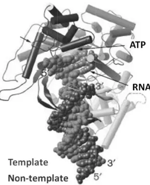 Figure 1.8). [1 ted from [14]. s (rNTP vs. d] However, inwinding ofas template.strands that and, and id17]    dNTP), the t involves f the DNA  The RNA is used as entical in 