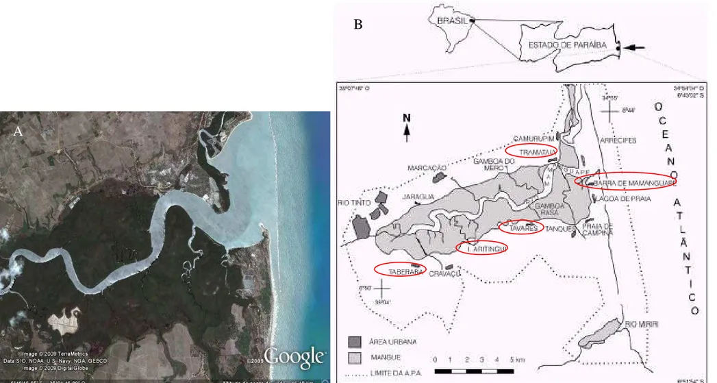 Figura 02  –  Localização da área de estudo. A  – Estuário do Rio Mamanguape (6º43‟02” S 35º01‟46”W)