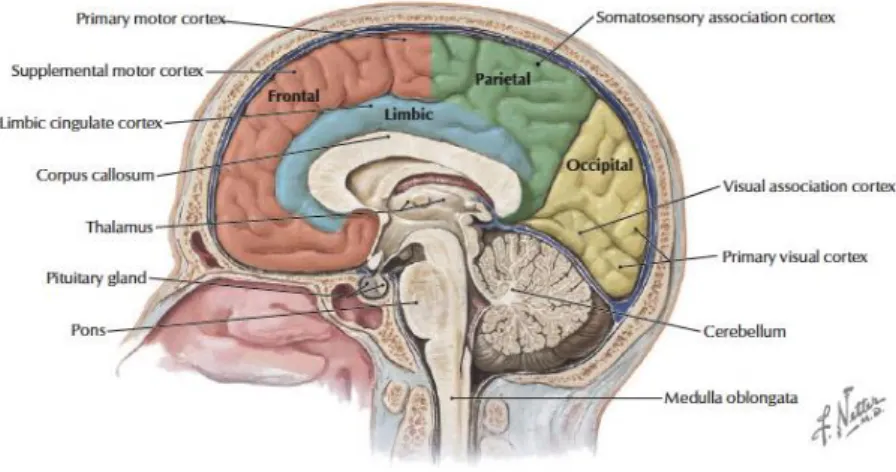 Figure 2.1 – Medial aspect of the brain and brainstem [3] 