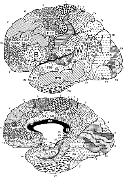 Figure 2.2 – Lateral (on top) and medial (on bottom) views of the cerebral hemispheres [4]