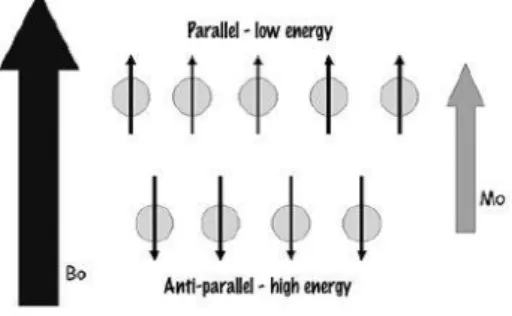 Figure 3.9 – Alignment of protons according to the M 0  direction after being placed in a strong magnetic  field (B 0 ) [16] 