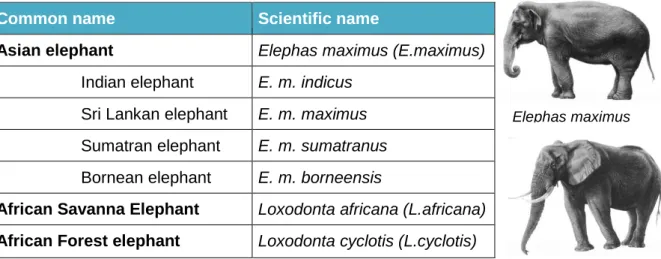 Table  1:  Common  name  and  scientific  name  of  the  existent  elephant  species  and  subspecies