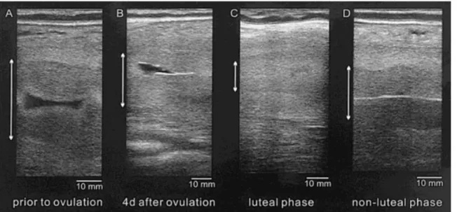 Figure  7:  Ultrasound  images  of  the  uterus  in  an  African  elephant  (longitudinal  view)