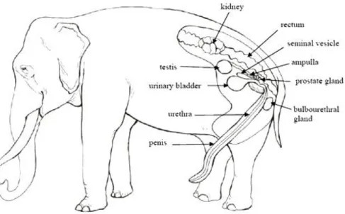 Figure  17:  The  male  elephant  reproductive  system  schematic  representation  (image  source: 