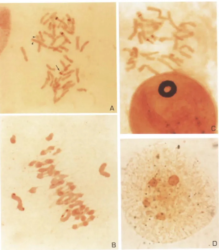 Figure  1.  Cells  from  different  developmental  stages  of hexaploid triticale  after silver  staining,  a  Root tip  metaphase  cell  of  triticale  cv