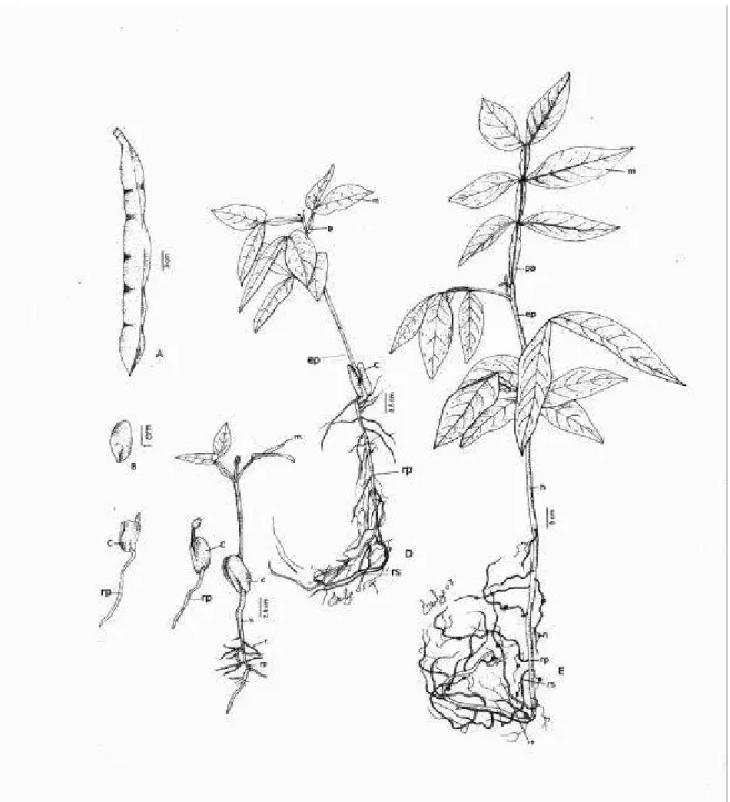 FIGURA 1. Inga ingoides: A - Fruto, B - Semente, C - Fases da germinação, B - Planta  jovem com 30 dias, E - Muda com 120 dias