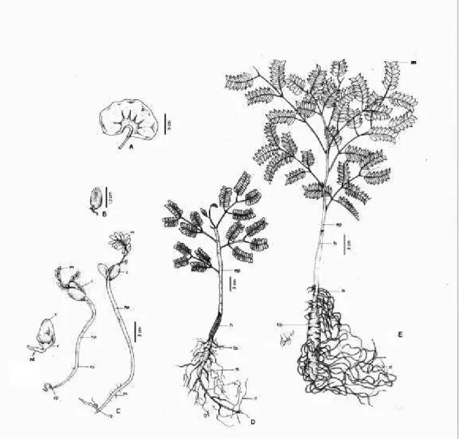 FIGURA 2.  Enterolobium contortisiliquum:  A  - Fruto;  B  - Semente; C  - Fases da  germinação, D - Planta jovem com 30 dias; E - Muda com 120 dias