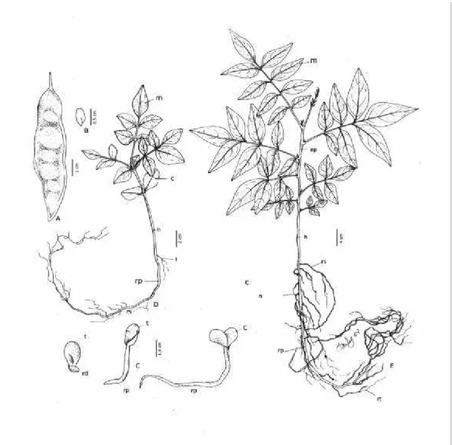 FIGURA 4. Bowdichia virgilioides:  A - Fruto; B - Semente, C - Fases da germinação, D  -  Planta jovem com 30 dias; E - Muda com 120 dias