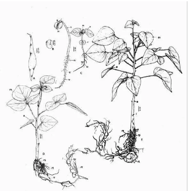 FIGURA 5.  Erythrina velutina: A  - Fruto; B  - Semente, C  - Fases da germinação, D  -  Planta jovem com 30 dias; E - Muda com 120 dias