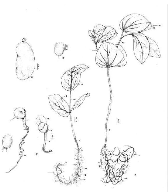 FIGURA 7.  Hymenaea courbaril: A - Fruto; B - Semente, C - Fases da Germinação; D  -  Planta jovem com 30 dias; E - Muda com 120 dias