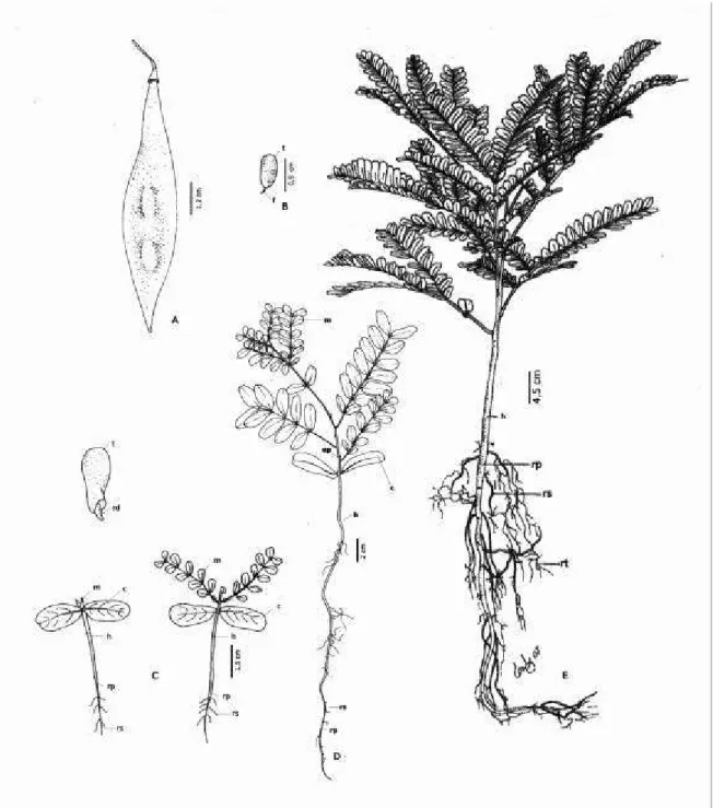 FIGURA 8. Pterogyne nitens: A - Fruto; B - Semente, C - Faes da germinação; D - Planta  jovem com 30 dias; E - Muda com 120 dias