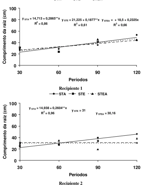 Figura 1.  Comprimento  da raiz principal das  mudas de  I. ingoides  cultivadas em  recipientes de dois tamanhos